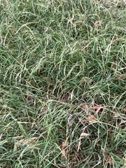 Microlaena stipoides