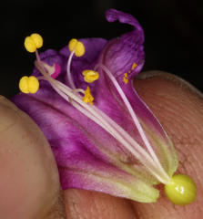 Mirabilis alipes