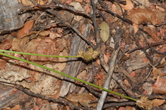Carex leporina