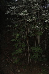 Magnolia nuevoleonensis