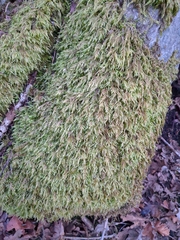 Pseudisothecium myosuroides