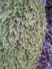 Pseudisothecium myosuroides