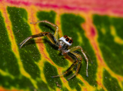 Telamonia