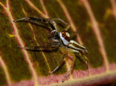 Telamonia