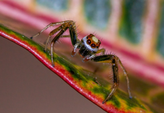 Telamonia