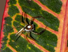 Telamonia
