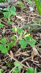 Oxalis dillenii