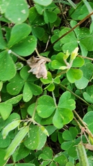 Oxalis dillenii