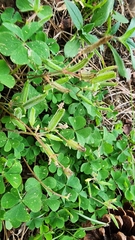Oxalis dillenii