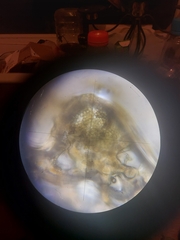 Dothideomycetes