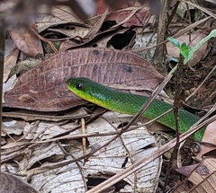 Erythrolamprus typhlus