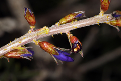 Psorothamnus arborescens minutifolius