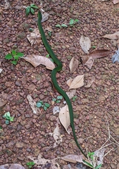 Erythrolamprus typhlus