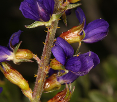 Psorothamnus arborescens minutifolius