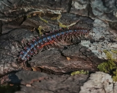 Monenchodesmus inermis