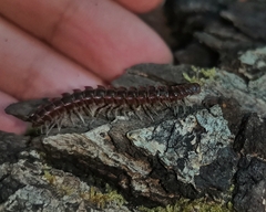 Monenchodesmus inermis