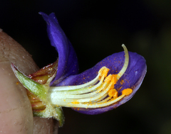 Psorothamnus arborescens minutifolius