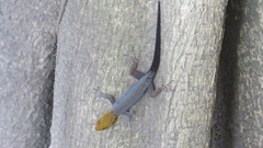 Gonatodes albogularis fuscus