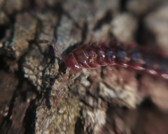 Monenchodesmus inermis