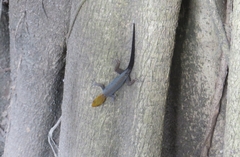 Gonatodes albogularis fuscus