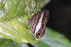 Euptychoides albofasciata