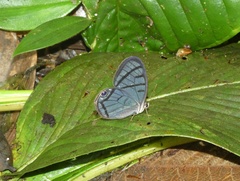 Dulcedo polita