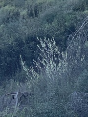 Oemleria cerasiformis