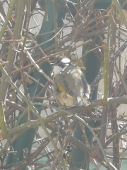 Pycnonotus sinensis sinensis