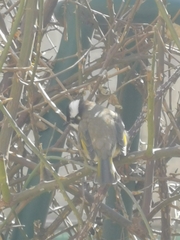 Pycnonotus sinensis sinensis