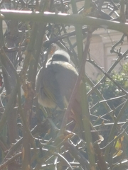 Pycnonotus sinensis sinensis