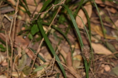 Carex erinacea