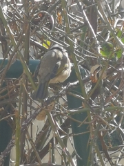 Pycnonotus sinensis sinensis