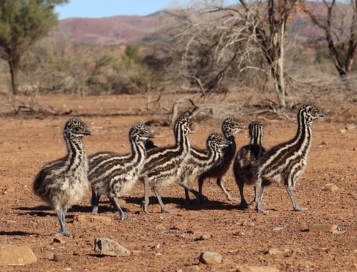 Emu, photo 7 of 10