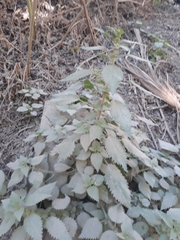 Urtica chamaedryoides