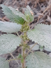 Urtica chamaedryoides