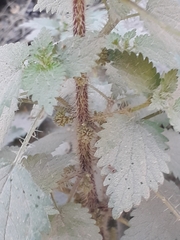 Urtica chamaedryoides