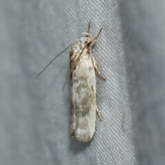 Antaeotricha