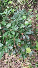 Pittosporum pentandrum