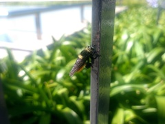 Mallophora ruficauda