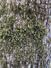 Dendroalsia abietina