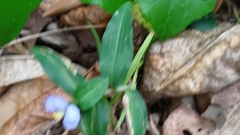 Commelina auriculata