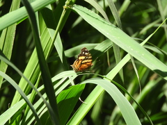 Hypanartia bella