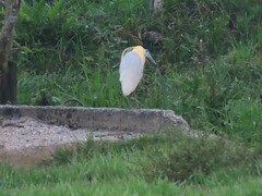 Pilherodius pileatus