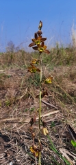 Eulophia pratensis