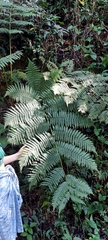 Cyathea arborea