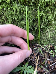 Melica subulata