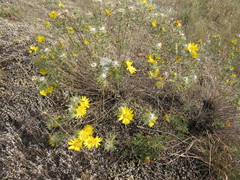 Xanthisma spinulosum pinnatifida