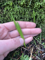 Melica subulata