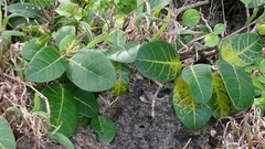 Ficus tinctoria