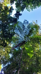 Cyathea arborea